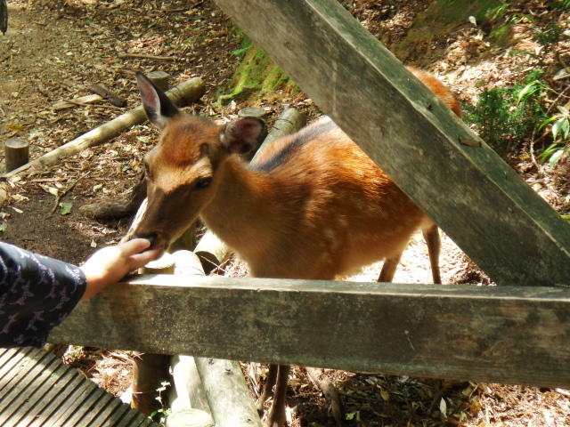 高塚小屋で鹿と戯れる