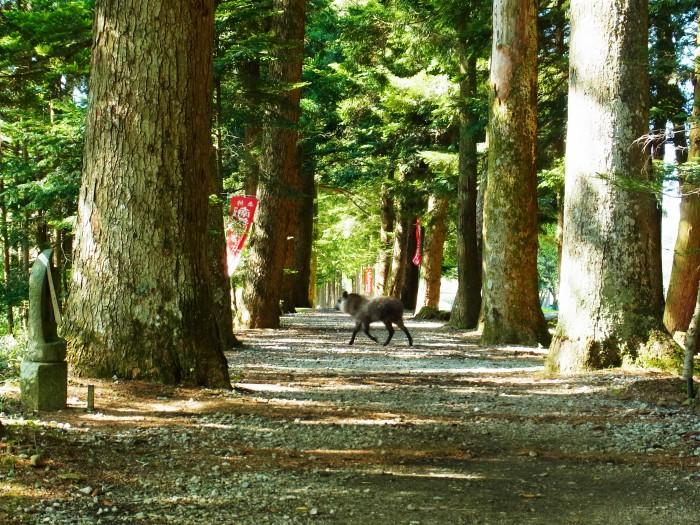 樹齢400年を越える木々が立ち並ぶ参道の栂（とが）並木で、森林セラピーを体験取材。あっ...！ニホンカモシカ！