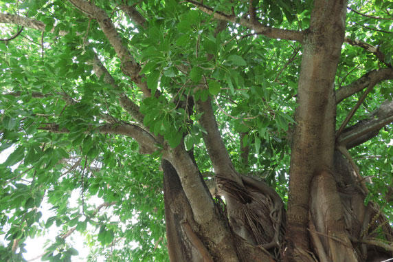 ピピ島大きな木