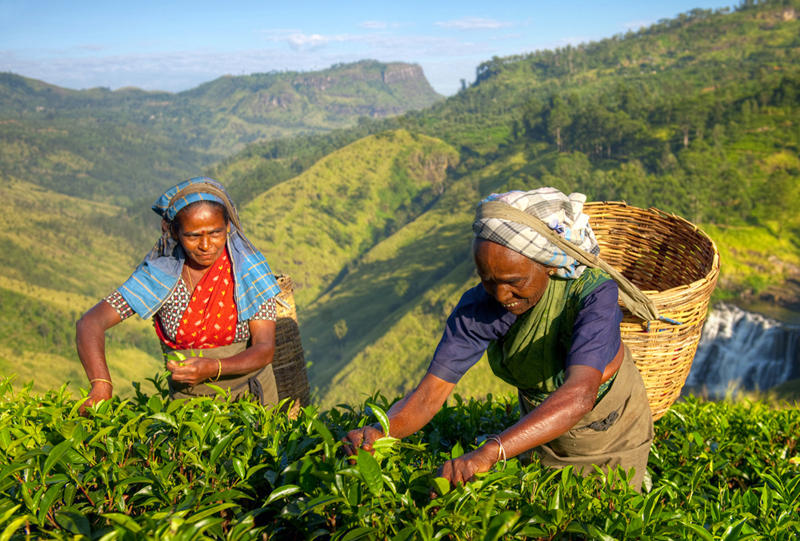 tea-srilanka.jpg