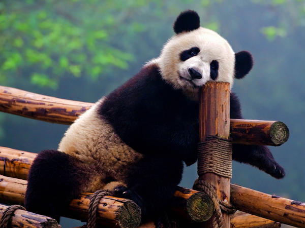 中国　ジャイアントパンダ保護活動と四川料理体験