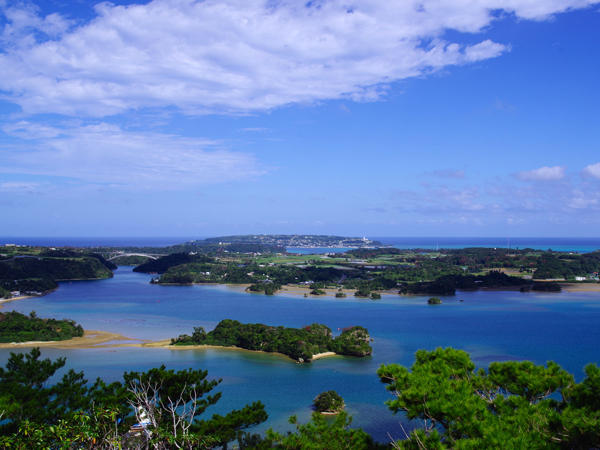 沖縄（やんばる）マングローブ育樹と環境保全活動