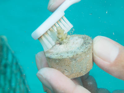 サンゴの苗についたゴミを歯ブラシで優しく落とすなど、メンテナンスをしながらサンゴを育てます。