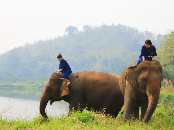 タイ 象の保護センター支援と象使い体験７日間
