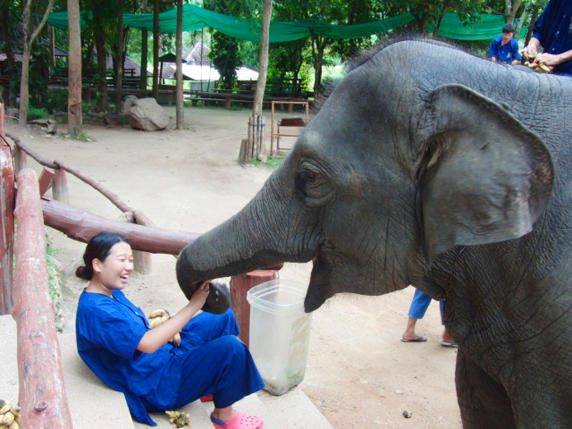 タイ 象の保護センター支援と象使い体験７日間